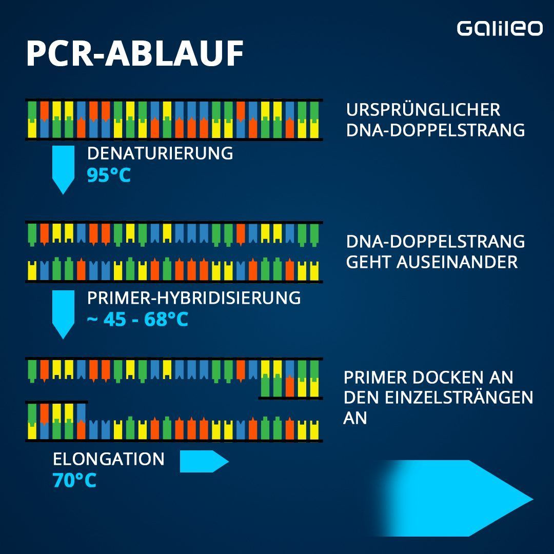 So funktioniert ein PCR-Test