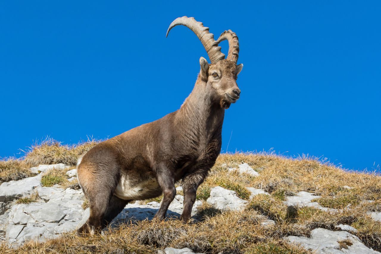 Alpensteinbock: Mitte des 19. Jahrhunderts gab es nur noch gut 50 Tiere in Italien. Der König stellte sie damals unter Schutz und auch In Zuchtzentren in Interlaken und St. Gallen begann die Rettung der Tiere. Zahlreiche Zoos beteiligten sich an Auswilderungsaktion, darunter auch Nürnberg. Heute springen schätzungsweise wieder 53.000 Tiere durch die Alpen.