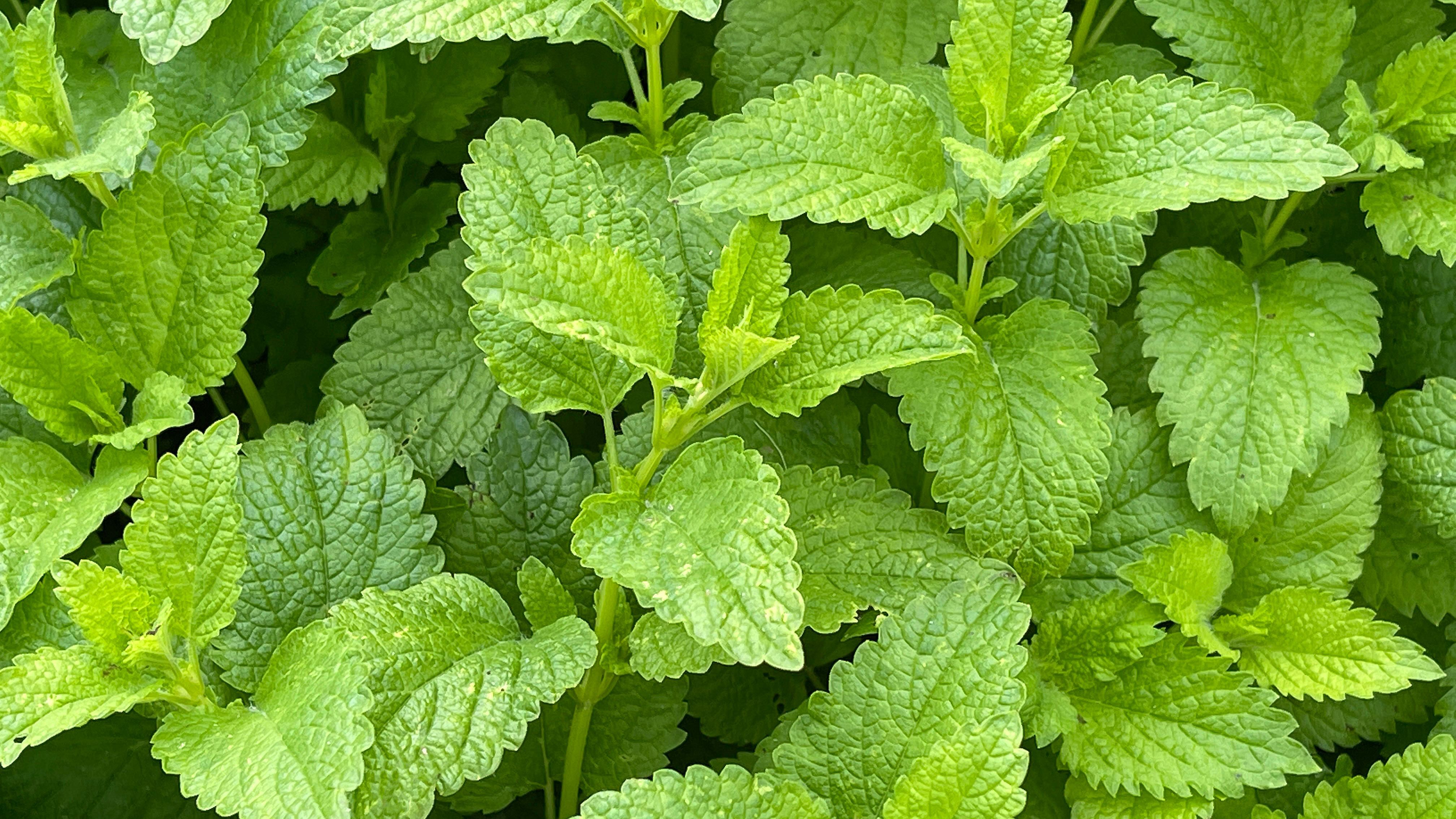 Zitronenmelisse | Pflanzenart: heimische, mehrjährige Pflanze | Standort: Sonnig bis Halbschatten | Ernte: Blätter nach Bedarf ernten | Vermehrung: Samen, Steckling oder Teilung der Wurzeln