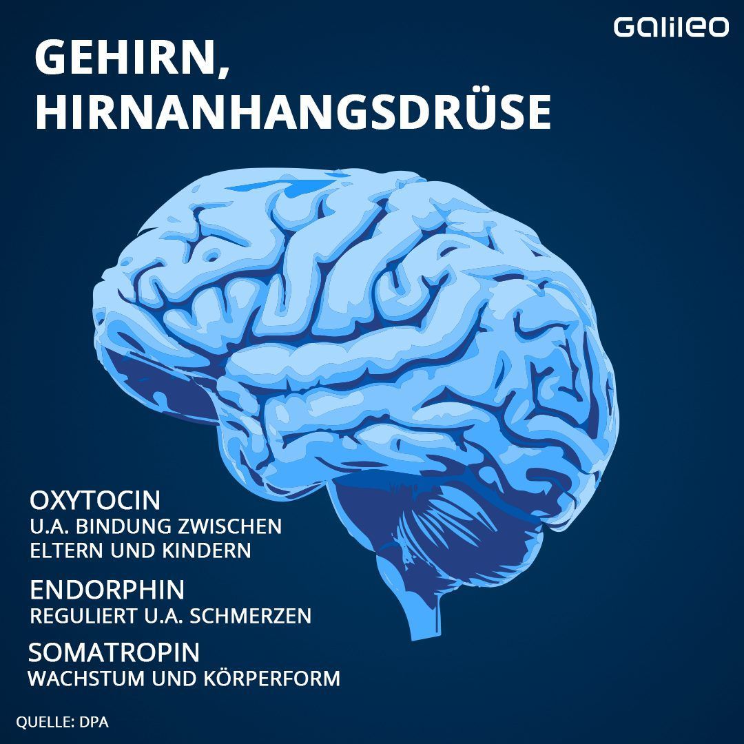 Adrenalin: So wirkt das Stress-Hormon in deinem Körper