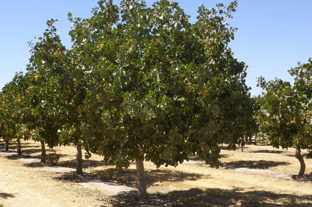 Die Bäume wachsen circa 7 Jahre, um ihre 3 bis 4 Meter Höhe zu erreichen und die ersten Früchte zu tragen. Der weibliche Baum trägt nur alle 2 Jahre nennenswerte Früchte.