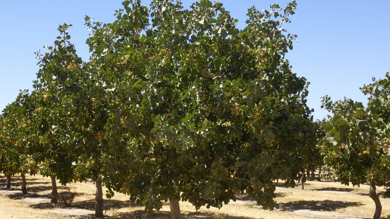 Die Bäume wachsen circa sieben Jahre, um ihre drei bis vier Meter Höhe zu erreichen und die ersten Früchte zu tragen. Der weibliche Baum trägt nur alle zwei Jahre nennenswerte Früchte.