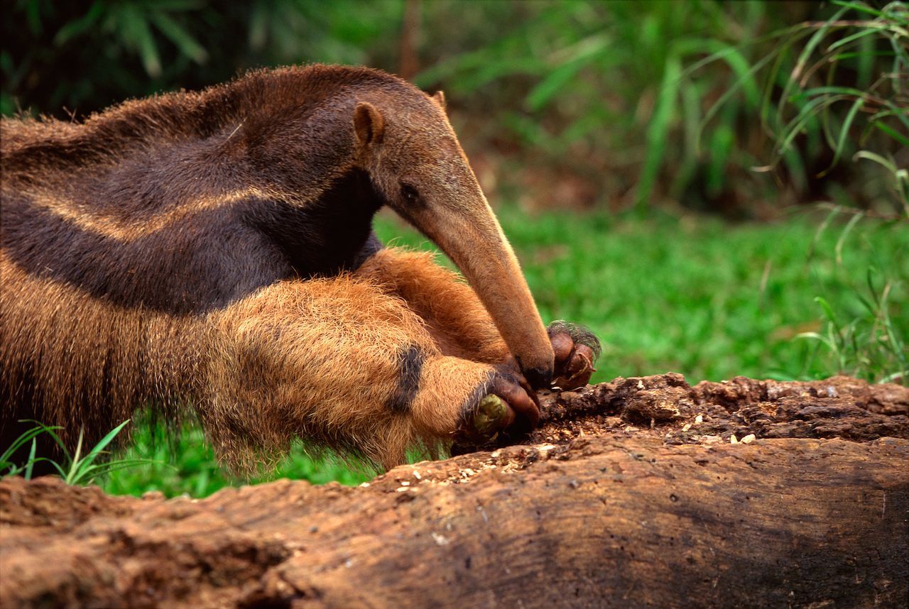 Der Große Ameisenbär sucht seine Nahrung auf dem Boden. Hat er einen Termitenhügel erschnüffelt, bricht er mit seinen 3 langen und äußerst scharfen Krallen das Nest auf.
