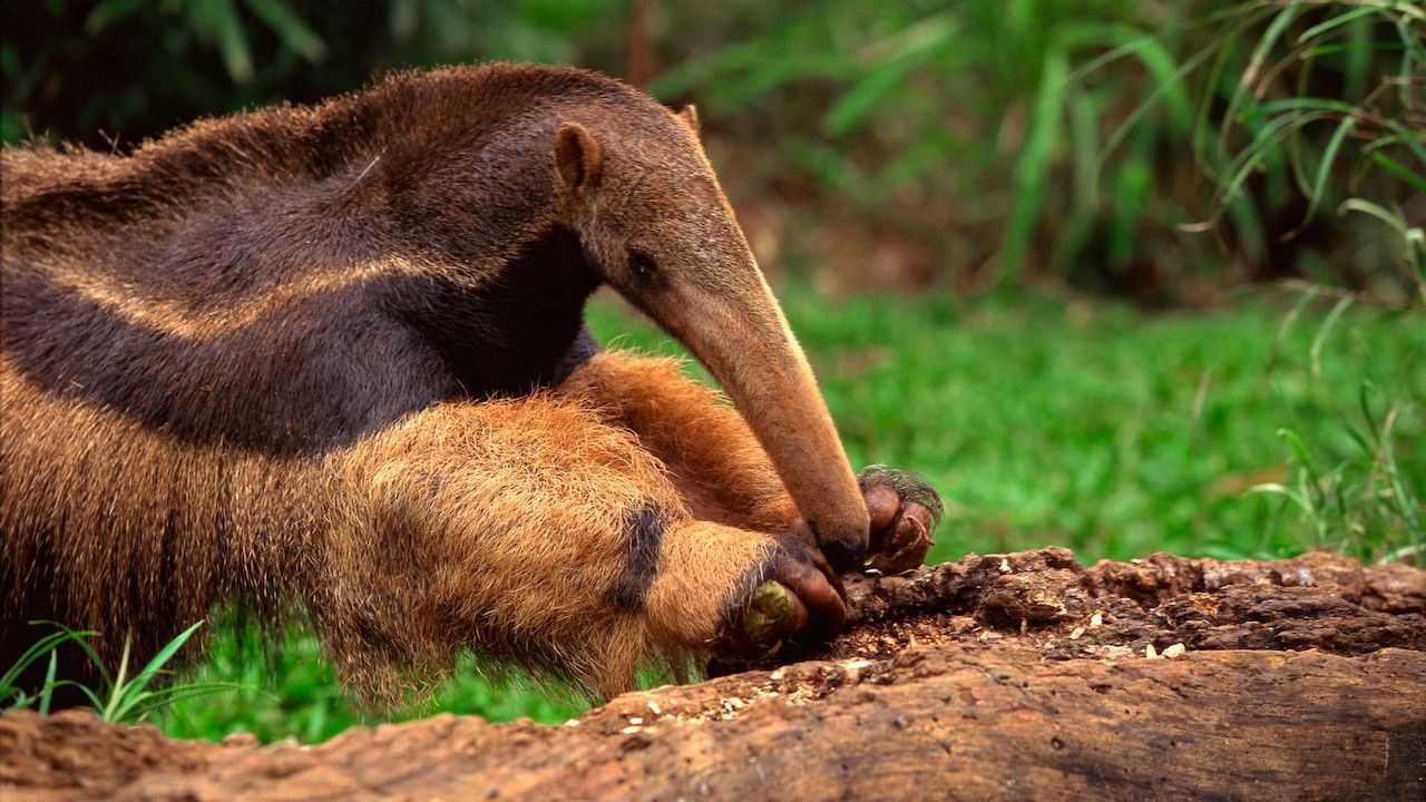 Der Große Ameisenbär sucht seine Nahrung auf dem Boden. Hat er einen Termitenhügel erschnüffelt, bricht er mit seinen drei langen und äußerst scharfen Krallen das Nest auf.