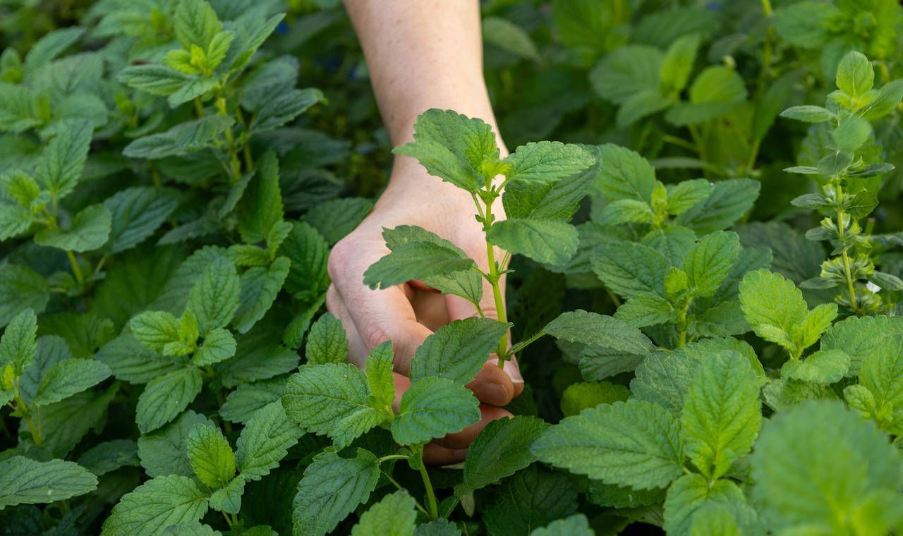 Die Zitronenmelisse oder Melissa officinalis wird auch Bienenkraut genannt, ihre winzigen Blüten versorgen Bienen mit Nektar. Je sonniger die Zitronenmelisse steht, desto stärker ist ihr Duft.