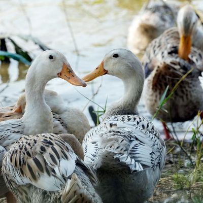 Vogelgrippe in Kambodscha