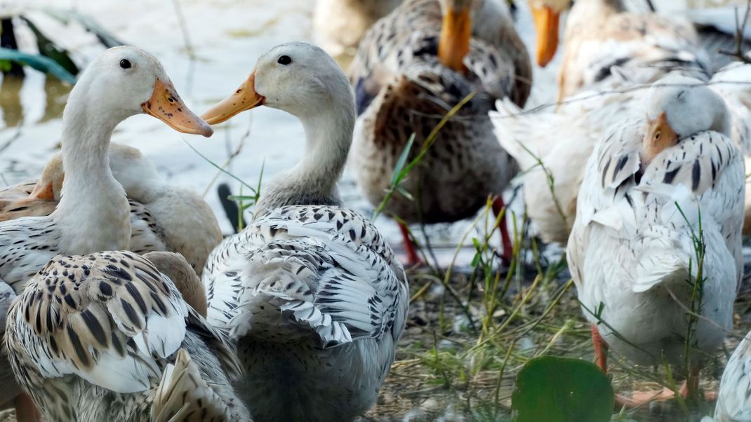 In asiatischen Ländern wie Vietnam oder China steigen die Fälle von Vogelgrippe.