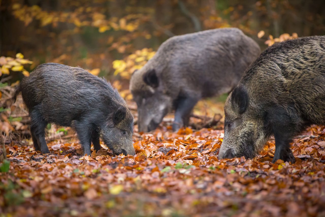 Wildschweine wühlen und schnuppern auf dem Boden, um Eicheln, Bucheckern und andere Nahrung zu finden.
