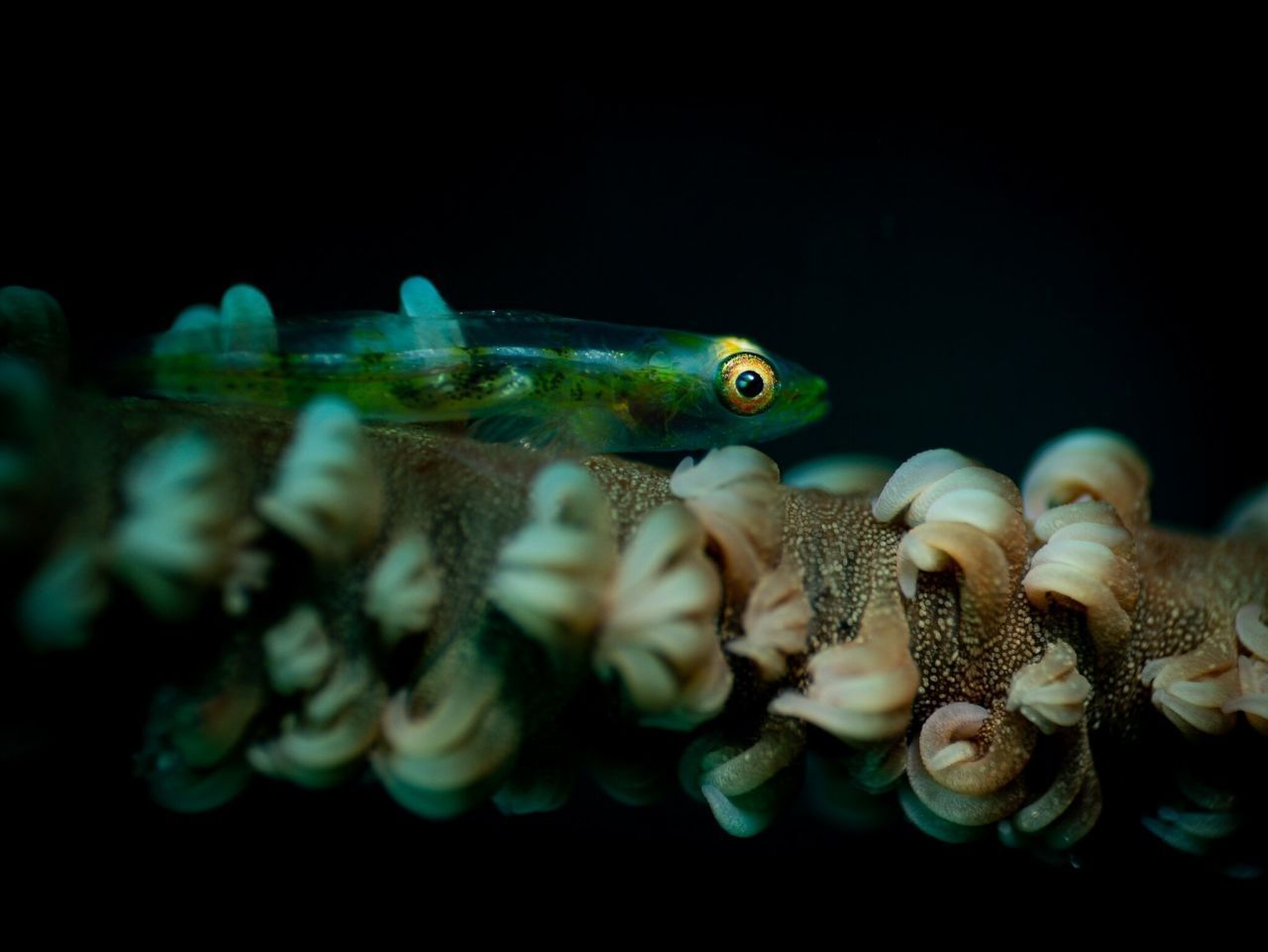 Der bis zu drei Zentimeter kleine Korallen-Goby verschmilzt optisch mit seinem Lebensraum, denn er ist fast durchsichtig. 