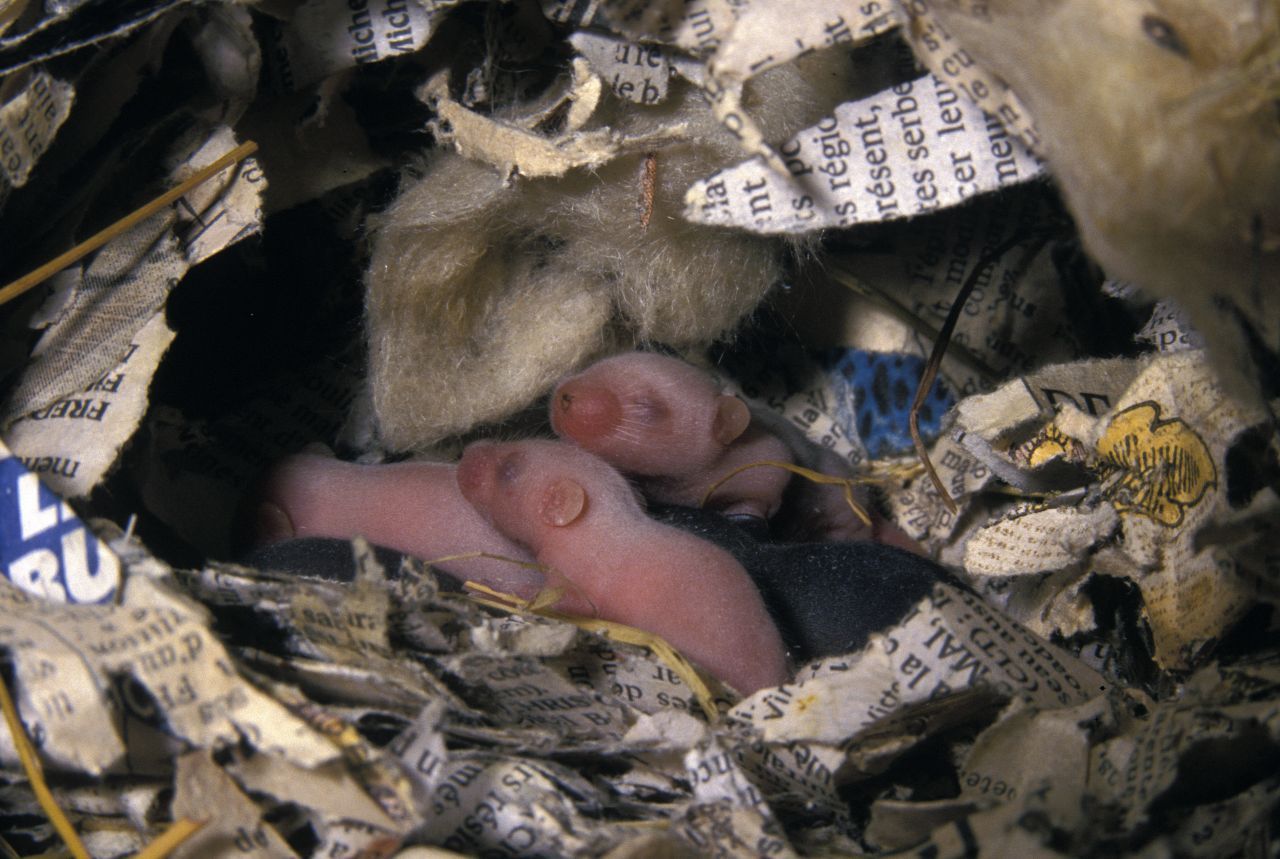Mäuse bauen sich Nester mit Papier und Stoffresten. Dort kommen auch die Babys zur Welt.