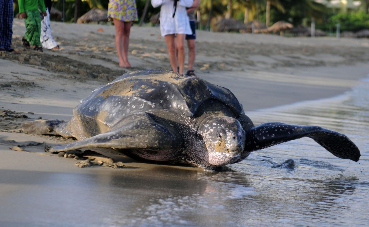 Die Lederschildkröte schwimmt durch alle Weltmeere - auch durchs Mittelmeer. 2020 wurde sogar eine vom Weg abgekommene, leblose Lederschildkröte in der dänischen Nordsee an Land gespült. Das ist jedoch die Ausnahme.