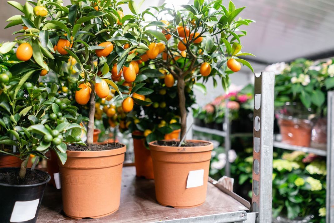 Kumquat-Bäumchen gibt es in verschiedenen Größen. Hier auf dem Bild die kleinste Variante.