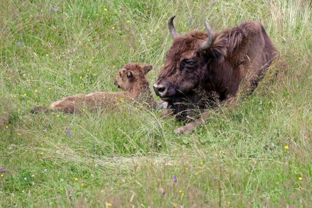 Die Wisent-Wildnis, ein Guckloch in das Artenschutz-Projekt: In dem eingezäunten Gelände am Rothaarsteig lebt eine zweite Wisent-Herde – mit etwas Glück können Besucher:innen die Ur-Rinder aus der Nähe bestaunen.