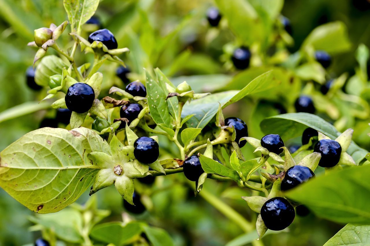 Die Schwarze Tollkirsche sieht aus wie eine Kirsche, ist aber eine giftige Beere. Bei Erwachsenen kann der Genuss von zehn bis zwölf Beeren zum Tod führen, bei Kindern kann schon der Verzehr von drei bis vier Beeren lebensgefährlich sein. Eine Vergiftung erkennt man unter anderem an den stark erweiterten Pupillen. Früher träufelten sich Frauen den Saft der "Atropa belladonna" (bella donna = schöne Frau) in die Augen, um sie g