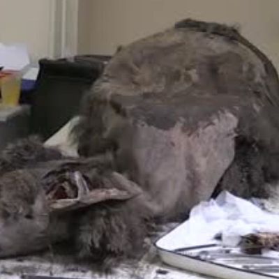 Scientists dissect 3,500-year-old bear discovered in Siberian permafrost