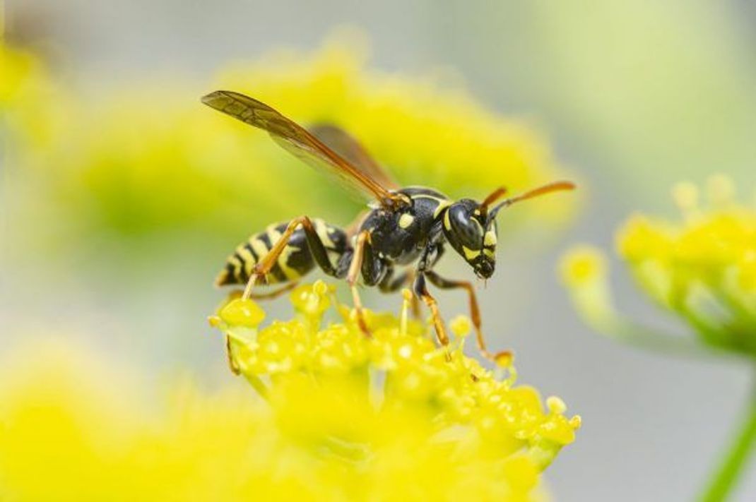 Nützlicher Nebenjob: Erwachsene Wespen ernähren sich hauptsächlich von Nektar, Pflanzen- und Obstsäften - und übernehmen beim Besuch von Blüten die Bestäubung gleich mit.