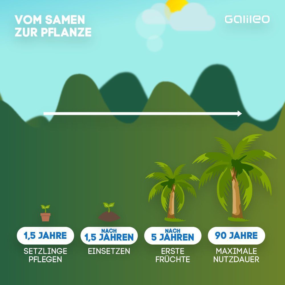 Schädlich für Mensch und Natur: Ist Palmöl wirklich so kritisch?