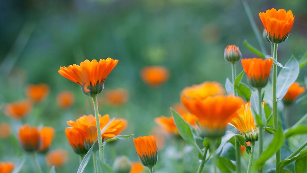 Die Ringelblume ist deine Geburtsblume? Dann giltst du als besonders sympathisch!