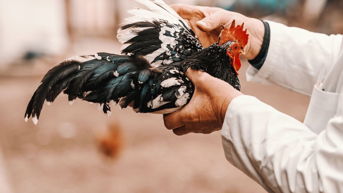 Vogelgrippefälle beschäftigen derzeit zahlreiche Gesundheitsbehörden.