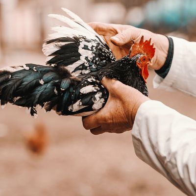 Vogelgrippefälle beschäftigen derzeit zahlreiche Gesundheitsbehörden.