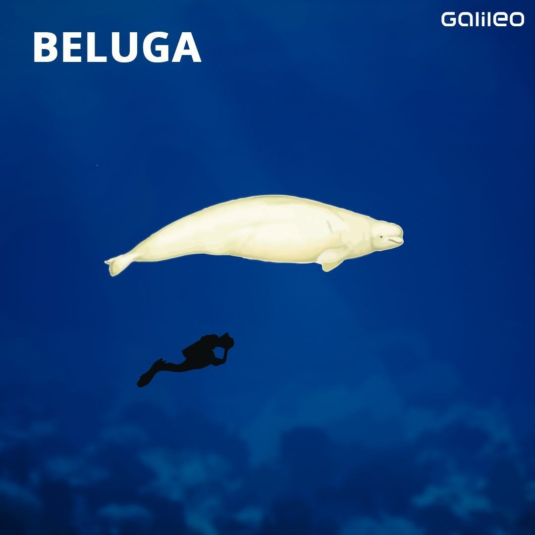 Beluga-Wal: Seine Farbe gab dem "Weißwal" den Namen. Er lebt wie sein Verwandter, der Narwal, in den kalten arktischen Gewässern und hat ebenfalls keine Rückenflosse. Bis zu sechs Meter lang und 1.000 Kilo schwer, existieren weltweit maximal 170.000 Exemplare. Sie gelten als besonders sozial.