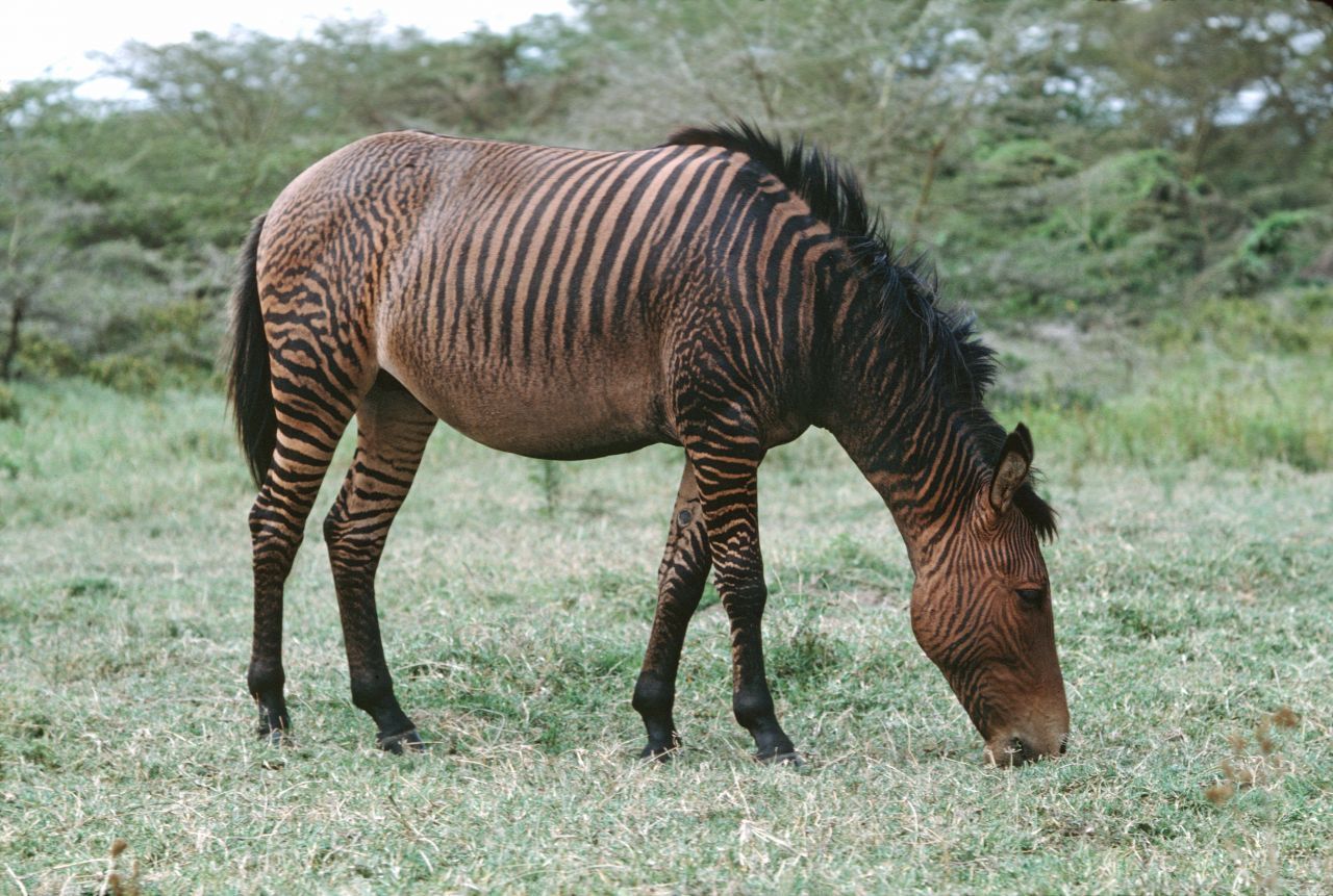 Ist der Vater ein Zebra und die Mutter ein Pferd (engl. horse), spricht man von Zorse.