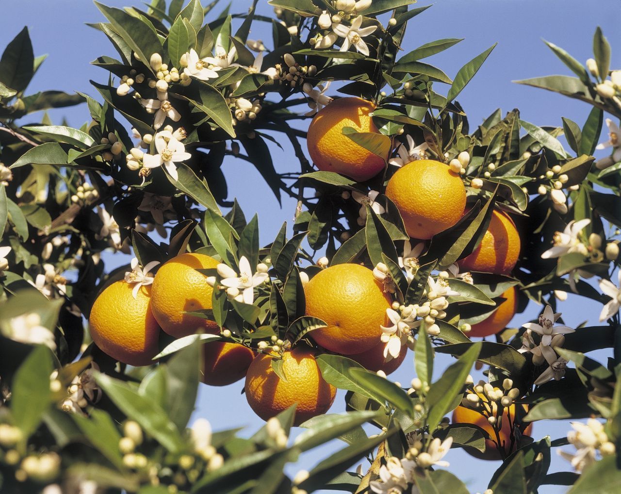 Auch den klassischen O-Saft kannst du schnell verfeinern. Zum Beispiel mit Mangos und Ingwer: eine große Orange, 2 Mangos und ein bisschen Ingwer.