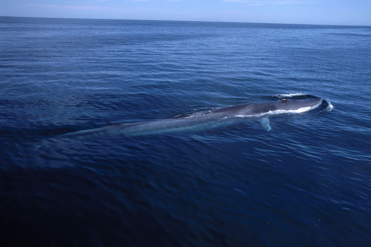 Größter Verwandter: Der Blauwal ist mit bis zu 33 Meter Länge nicht nur der größte lebende Säuger, sondern auch mit bis zu 200 Tonnen Gewicht das schwerste Tier, das vermutlich jemals gelebt hat.