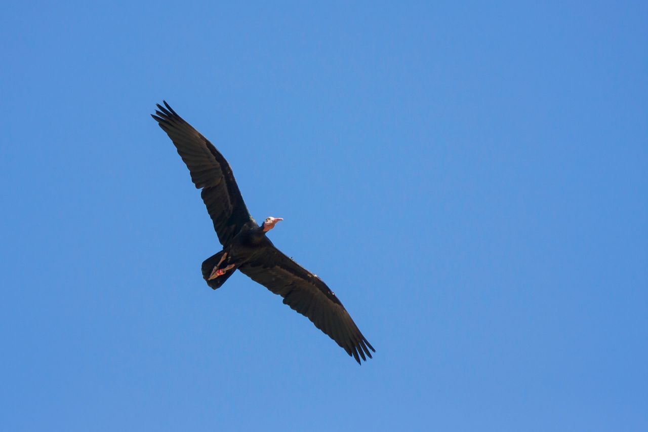 2014 werteten Forschende das Flugverhalten von Waldrappen auf ihrer Reise gen Süden aus. Das Ergebnis: Die Zugvögel passten nicht nur ihre Position, sondern auch ihren Flügelschlag perfekt an den voranziehenden Vogel an. 