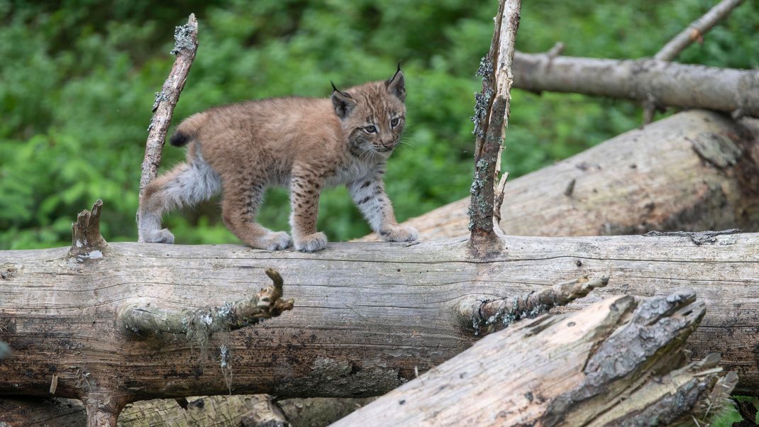 Ein kleiner Luchs erkundet seine Umgebung.