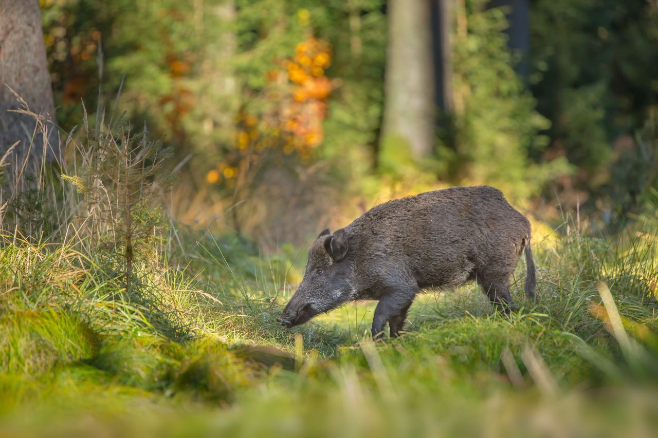 Auch Wildschweine sind zum Teil noch mit radioaktivem Cäsium belastet.