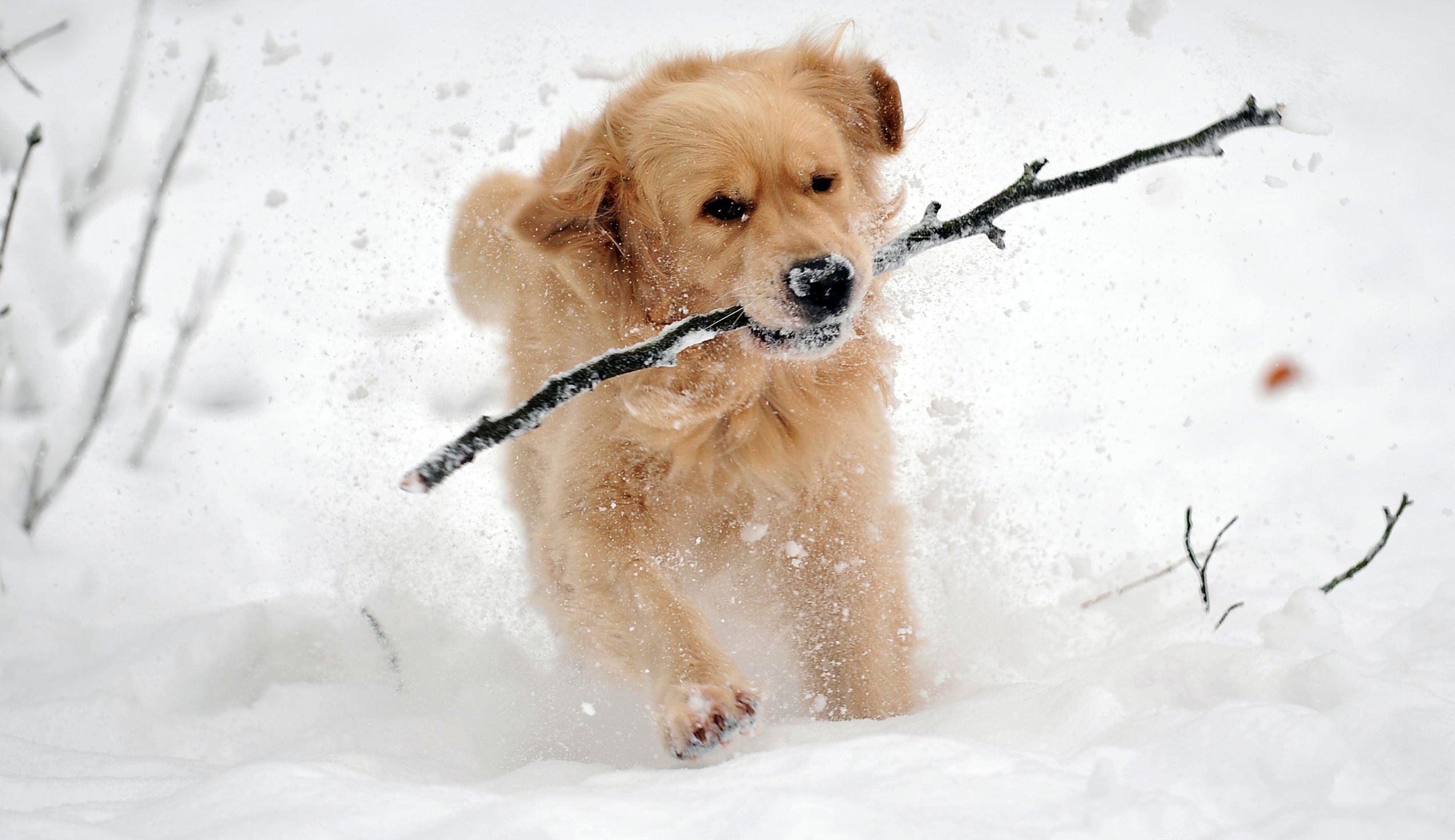 Absolut Vend om udvande Skiurlaub mit Hund: Daran sollten Sie denken - SAT.1 Ratgeber