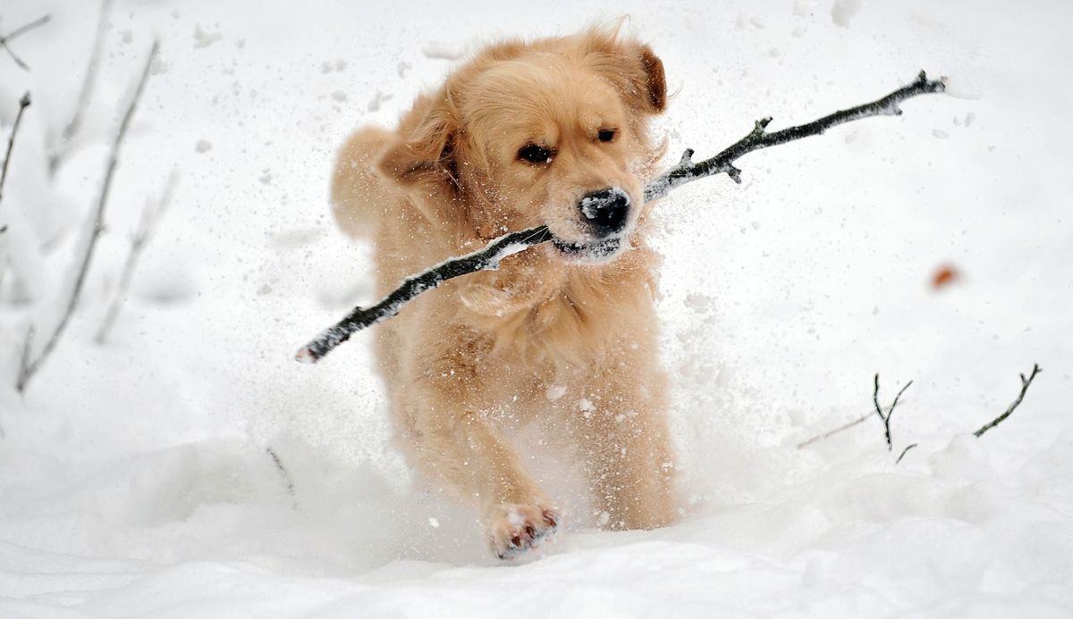 Hund Schnee_dpa