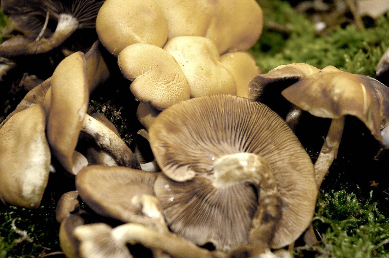 Stockschwämmchen sind beliebte Speisepilze. Du kannst sie an ihrem angenehmen, nussig würzigen Geruch erkennen.