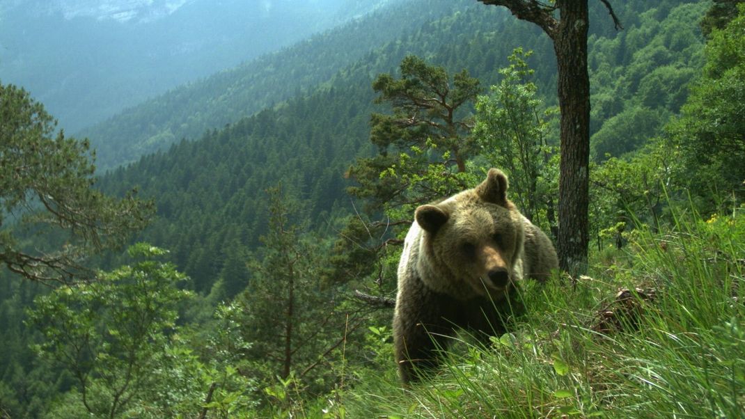 Ein Bär läuft durch ein hügeliges Gebiet im Trentino. (Symbolbild)