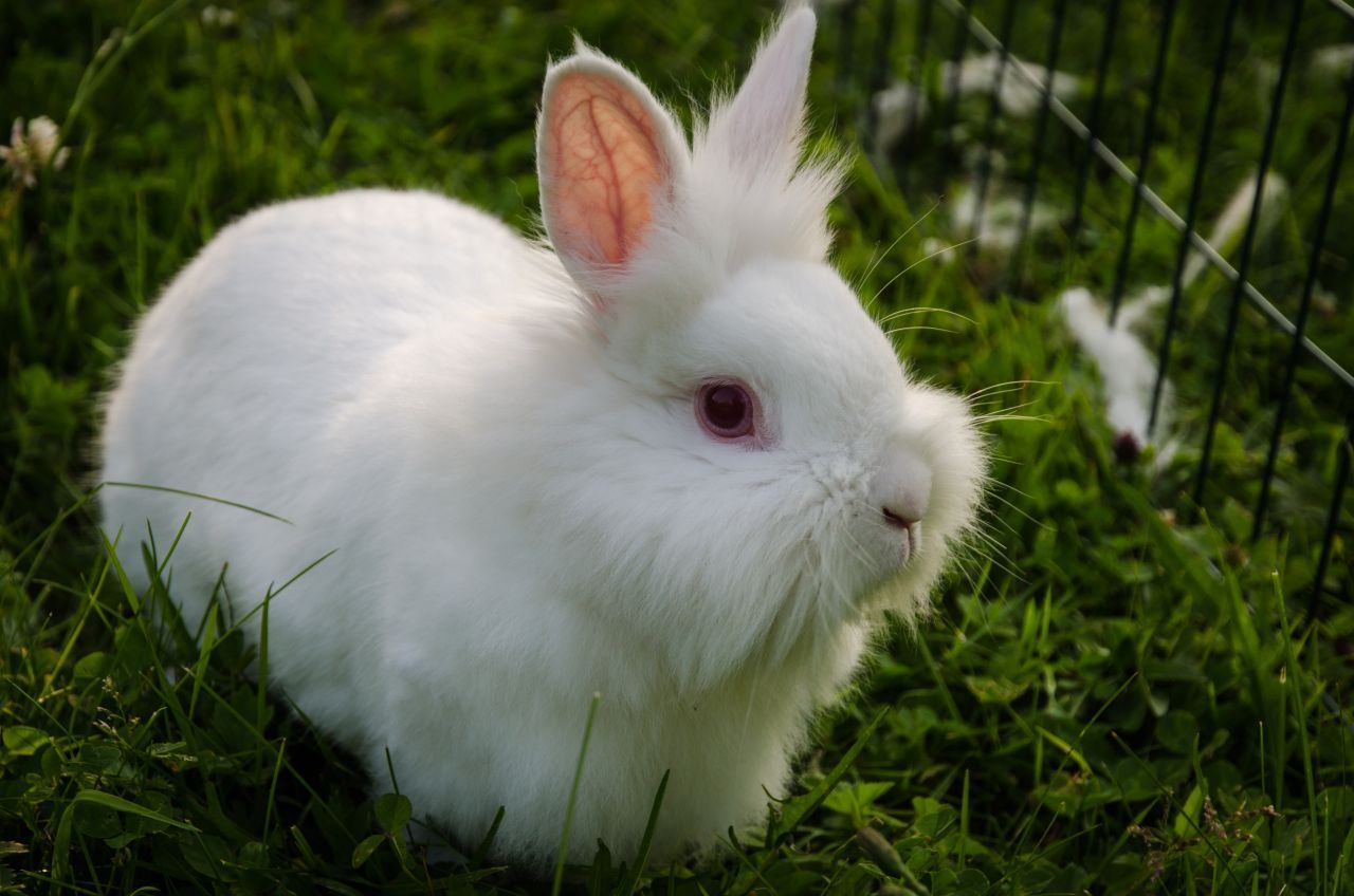Albino-Hase: Das flauschige Kaninchen erkennt man an seinen roten Augen.