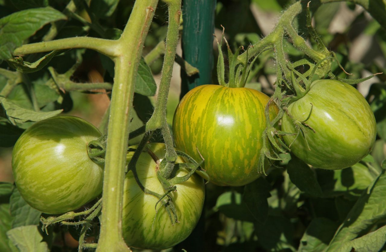 Der Name ist Programm: Das ist die US-amerikanische "Green-Zebra-Tomate". Sind die Streifen hellgrün, dann ist die Frucht unreif. Wenn sie goldgelb sind, kann man die Tomate essen.