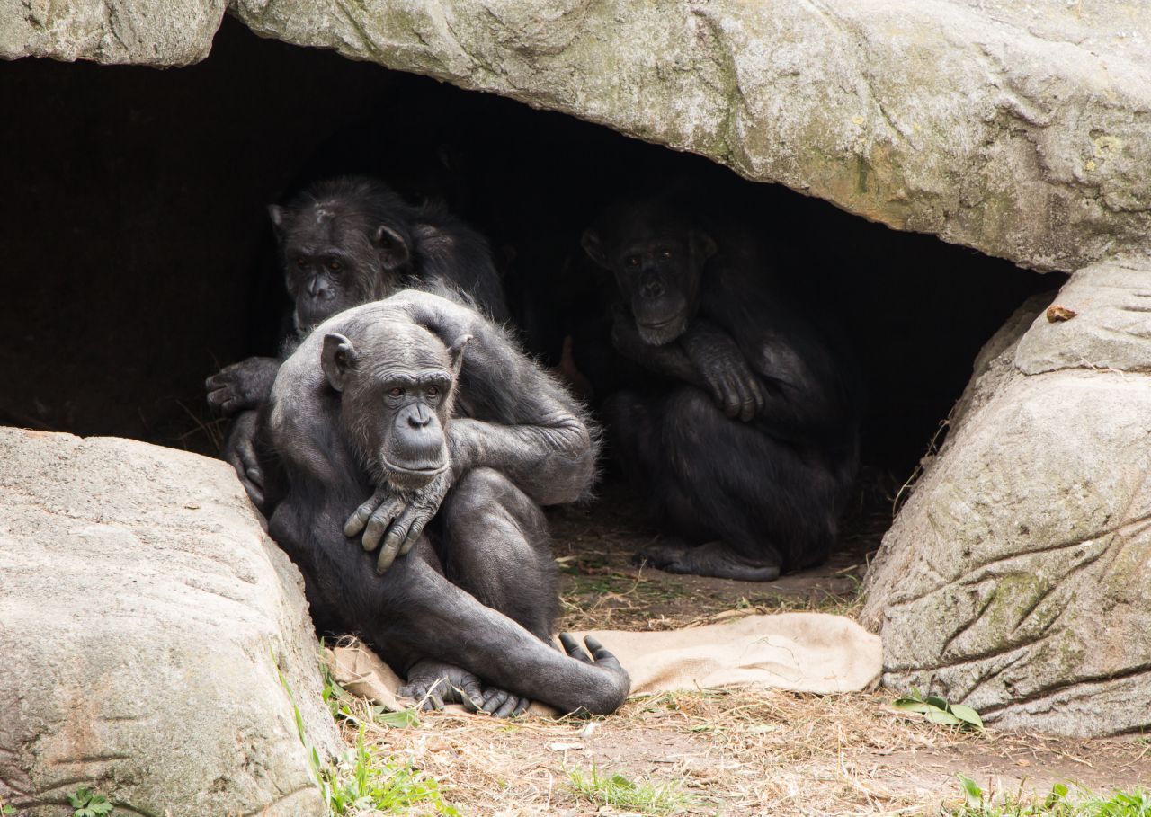 Schimpansen bewohnen sowohl Regenwälder als auch trockene, baumarme Savannen. Die Population in der Fongoli-Savanne im Senegal entkommt der Hitze mit einer ungewöhnlichen Verhaltensweise: Die Affen suchen Höhlen auf und verbringen dort die heißesten Stunden des Tages.