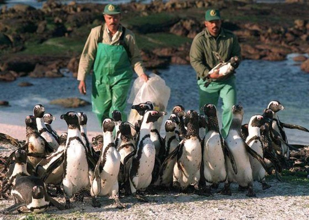 Rettung in letzter Minute: Hilfskräfte evakuieren Pinguine in Südafrika. Ein Frachter hatte vor der Küste Öl verloren. Die Behörden beschlossen, die Pinguine in einem Gehege vor den herannahenden Öl-Massen in Sicherheit zu bringen. Zuvor mussten bereits über 2.000 der Vögel ölverschmiert gereinigt werden.