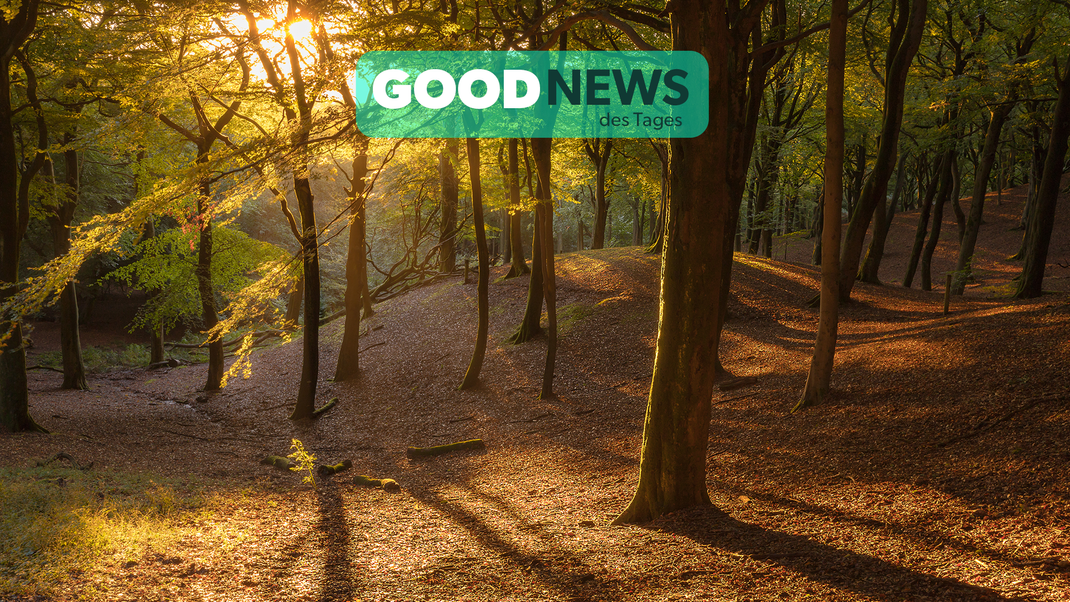 Grüne Aussichten für England: Ein ehemals großes Regenwaldgebiet soll gerettet werden.
