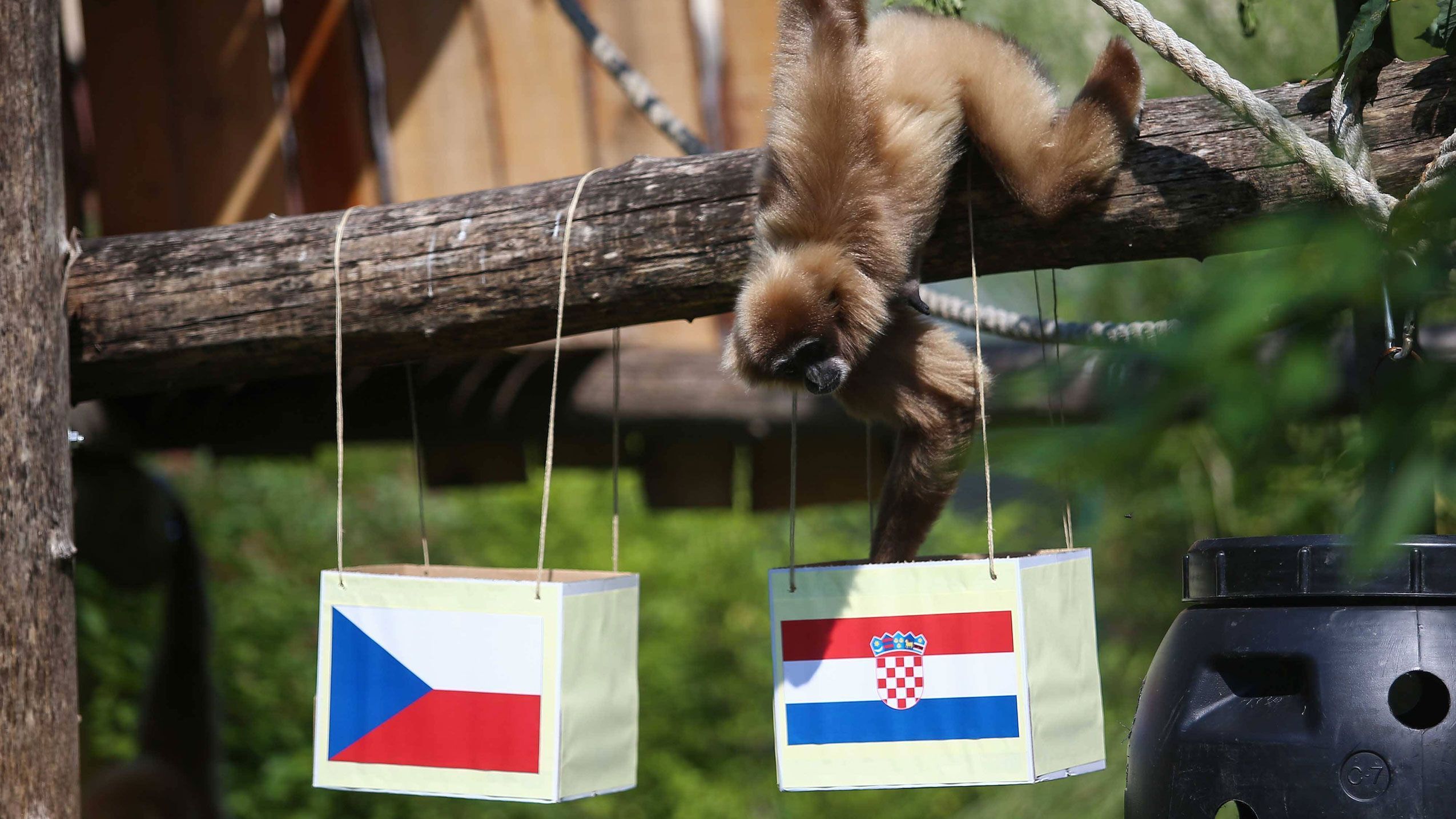 
                <strong>Die Affen sind los</strong><br>
                Im Zoo in Zagreb hat man sich wieder etwas Besonderes einfallen lassen. Diesmal sollen Gibbon-Affen die Spiele der kroatischen Mannschaft voraussagen. Ob die das auch so verlässlich machen, wie ein gewisser Kraken? 
              