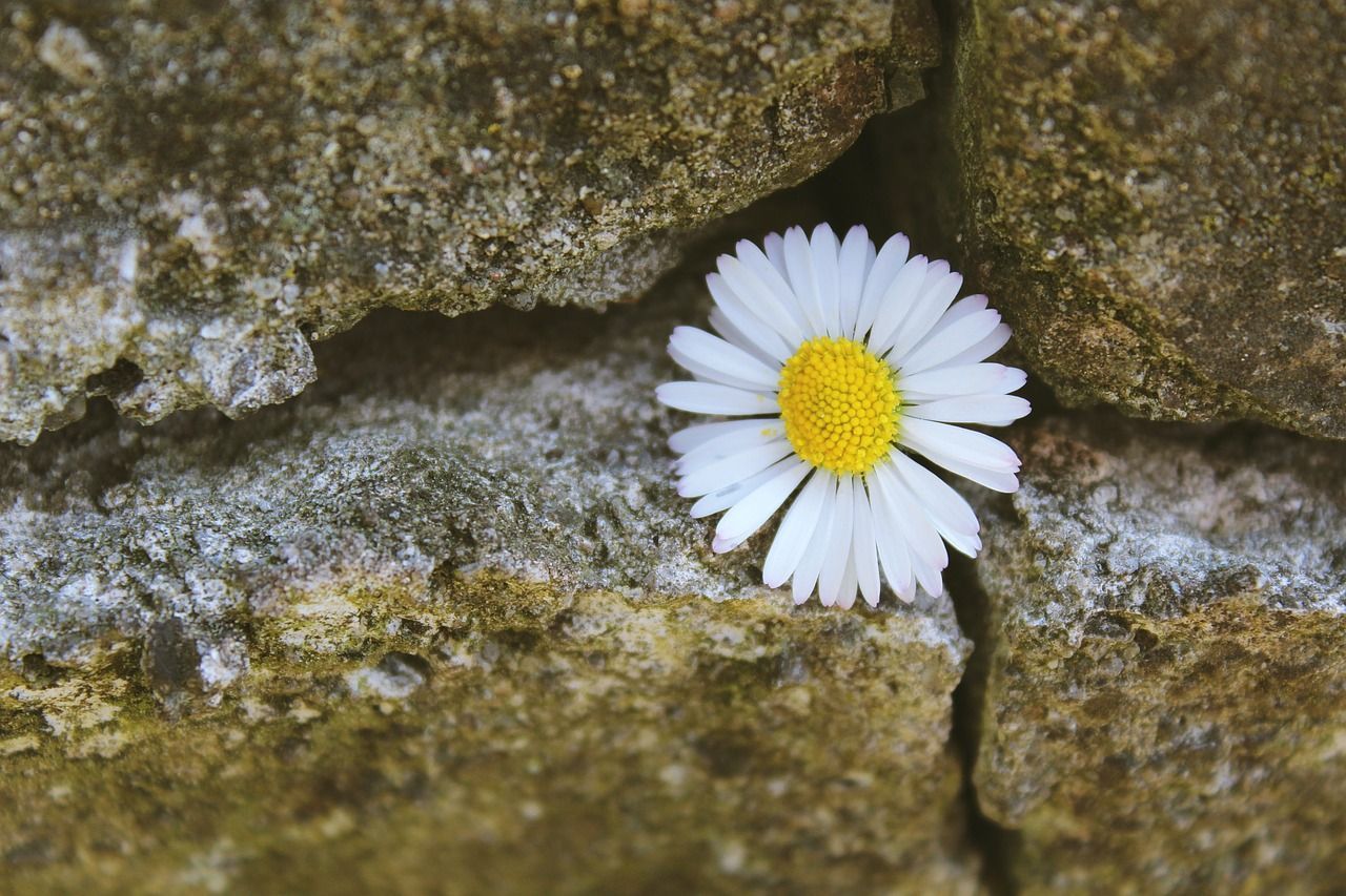 Ziermauer Ein Highlight im Garten bauen SAT.1 Ratgeber