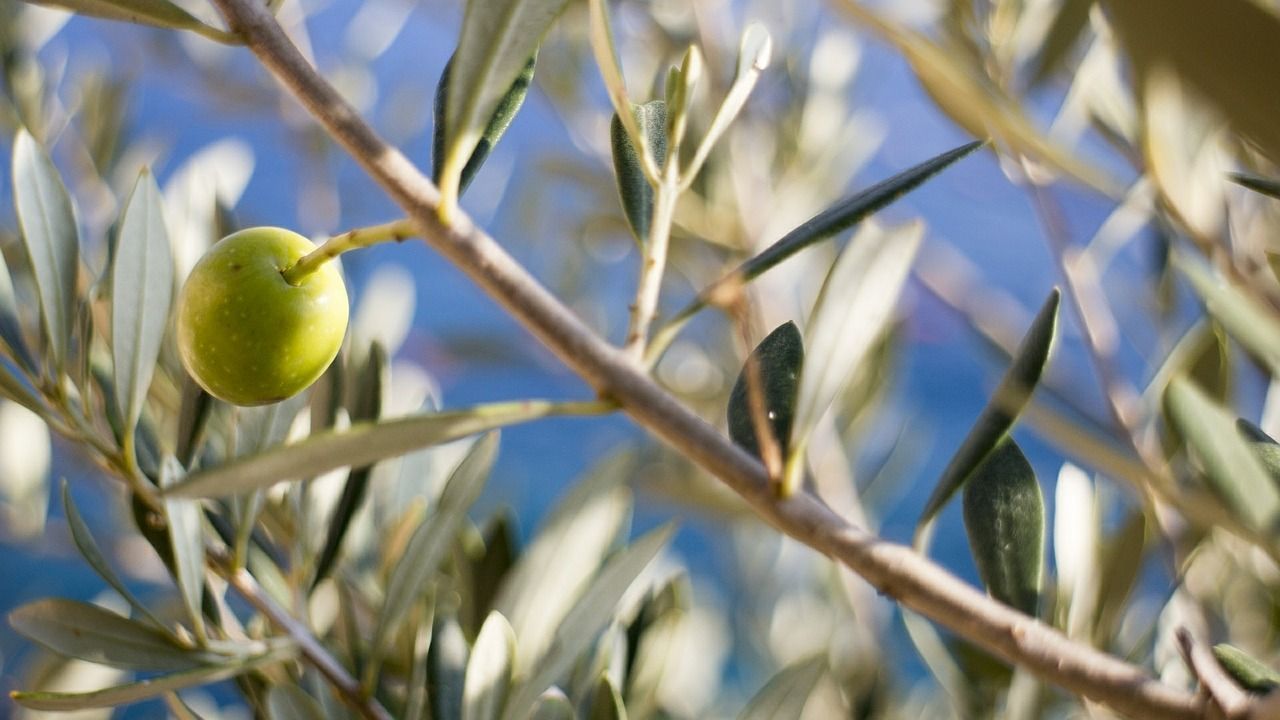 Olivenbäume sind meist unverkennbar. Sowohl Früchte als auch Blätter haben eine charakteristische Form und Farbe.