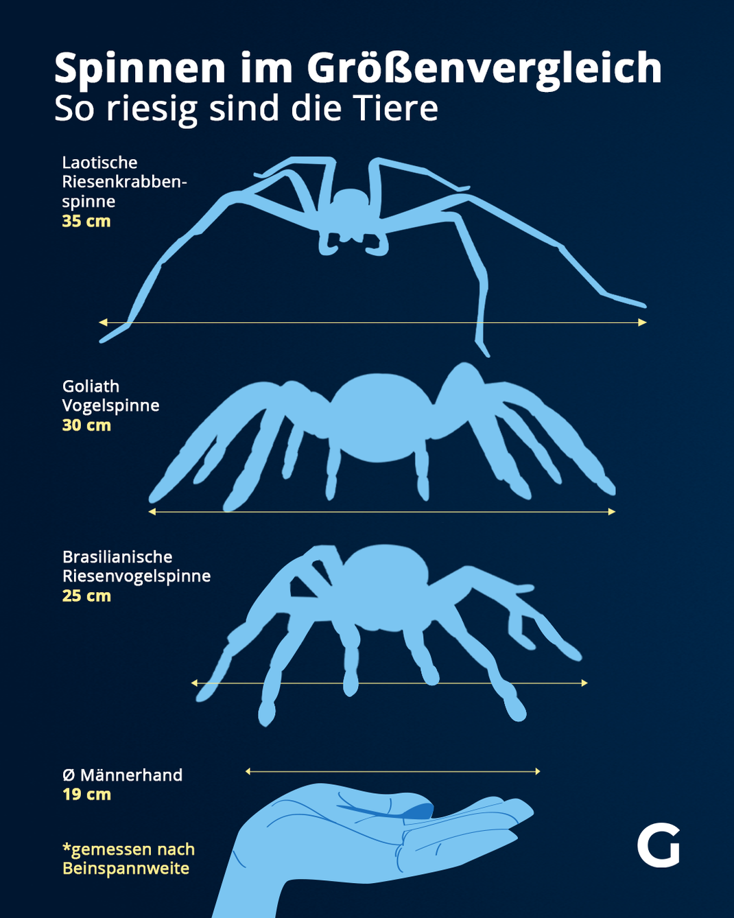 Das sind die größten Spinnen gemessen nach ihrer Beinspannweite