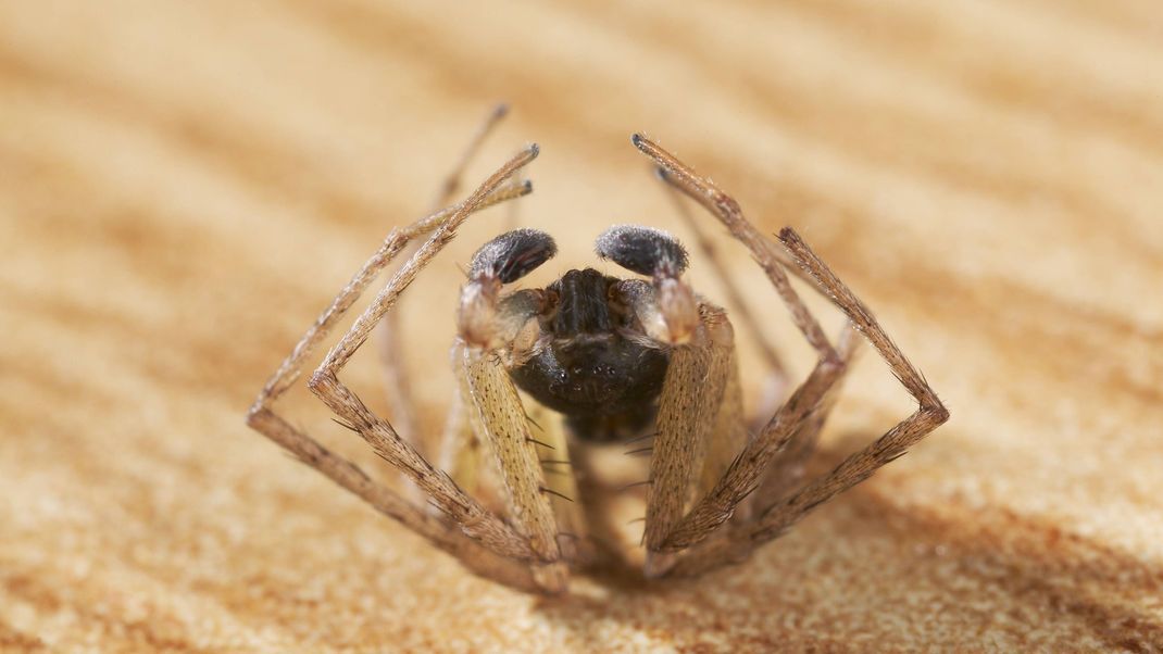 Tote Spinne kräuseln ihre Beine zusammen. Grund dafür ist eine spezielle Eigenenschaft der Spinnenbeine.