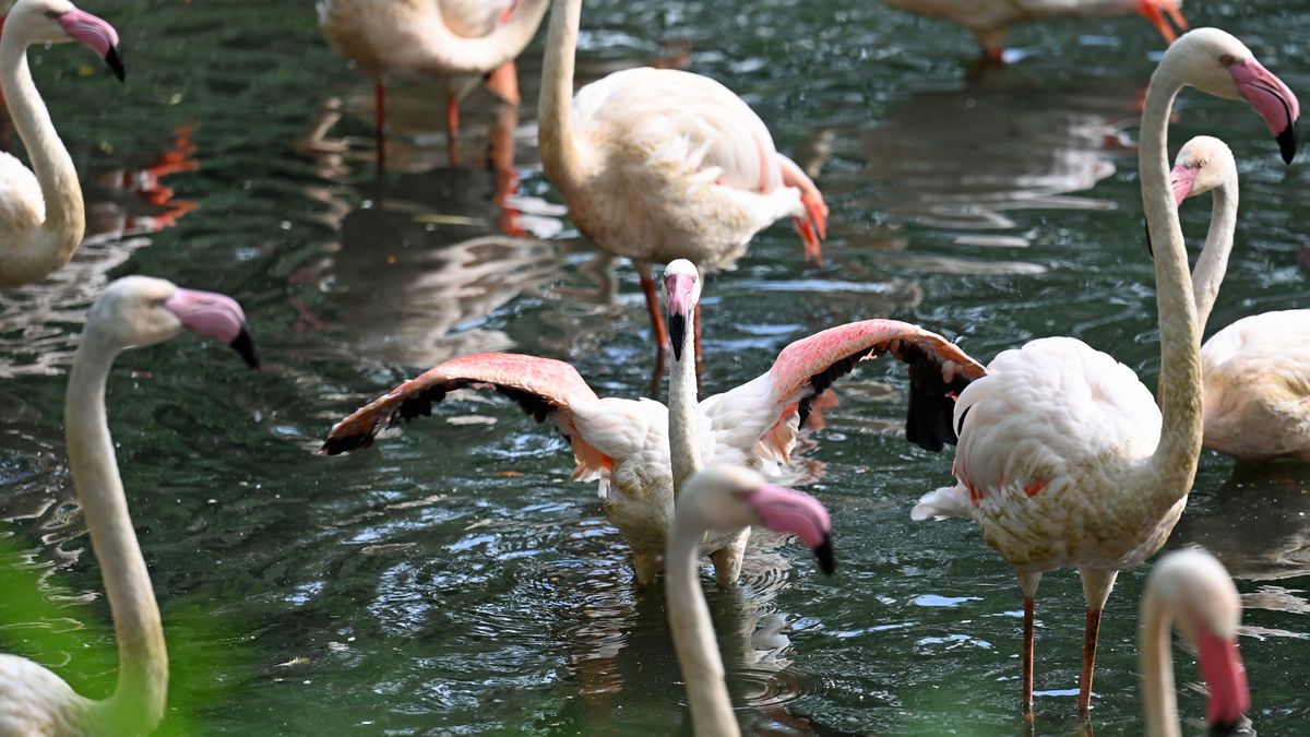 "Ingo der Flamingo ist mit imposanten 75 Jahren altersbedingt von uns gegangen", teilte der Zoo auf Instagram mit.