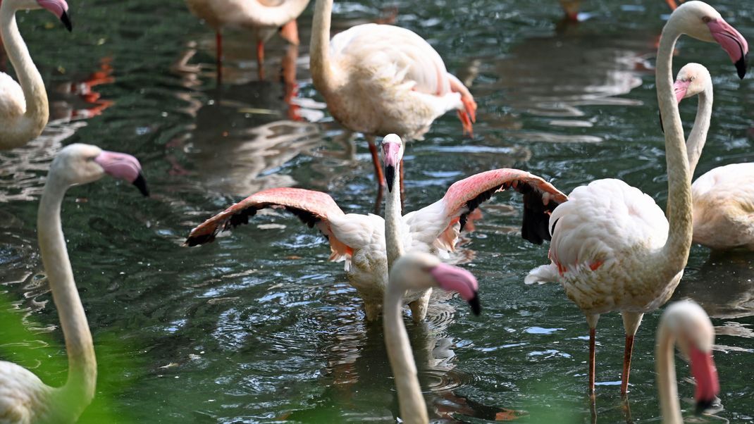 "Ingo der Flamingo ist mit imposanten 75 Jahren altersbedingt von uns gegangen", teilte der Zoo auf Instagram mit.