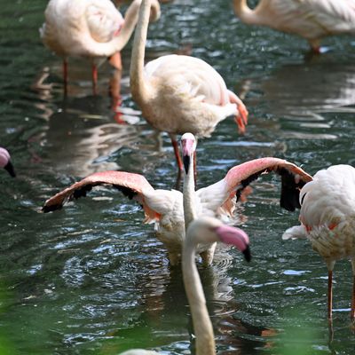 "Ingo der Flamingo ist mit imposanten 75 Jahren altersbedingt von uns gegangen", teilte der Zoo auf Instagram mit.