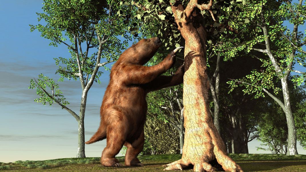 Das ausgestorbene Riesen-Faultier Megatherium war so groß wie ein Elefant.