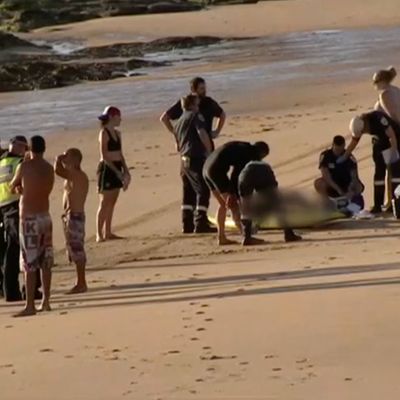 Auf einer Insel in Australien sind bei einem Unfall vier Menschen auf tragische Weise ertrunken.